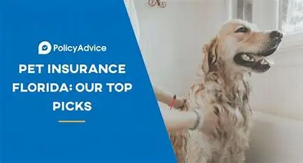 Pet Insurance is a Great Idea Here is some pet insurance information